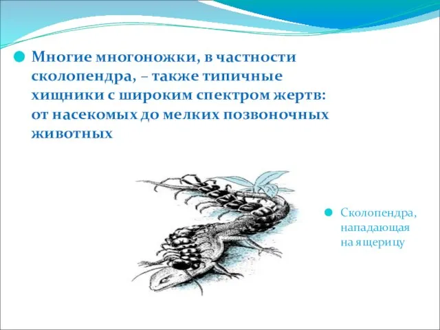 Многие многоножки, в частности сколопендра, – также типичные хищники с широким спектром