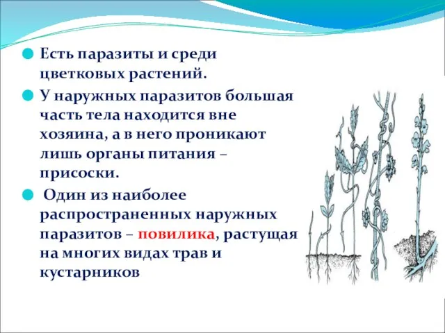 Есть паразиты и среди цветковых растений. У наружных паразитов большая часть тела