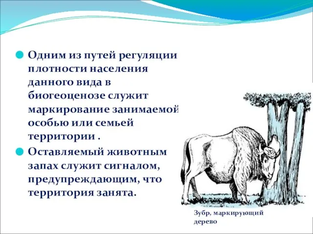 Одним из путей регуляции плотности населения данного вида в биогеоценозе служит маркирование