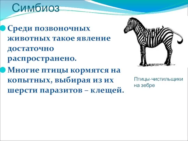 Симбиоз Среди позвоночных животных такое явление достаточно распространено. Многие птицы кормятся на