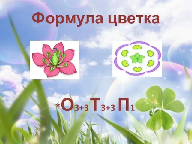 Формула цветка *О3+3 Т3+3 П1