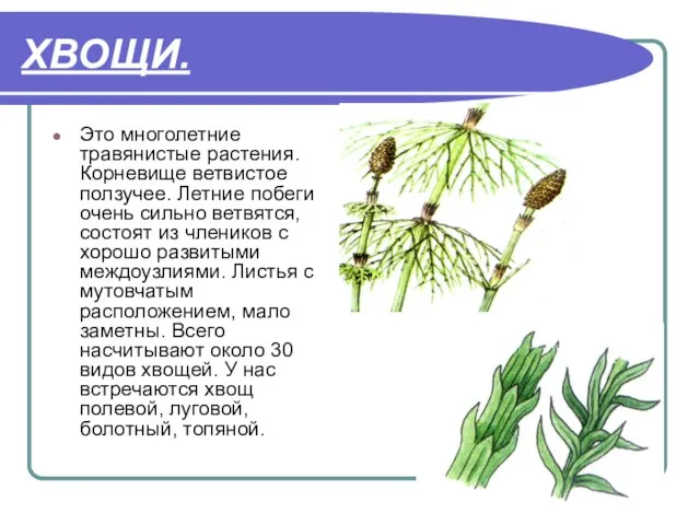 ХВОЩИ. Это многолетние травянистые растения. Корневище ветвистое ползучее. Летние побеги очень сильно