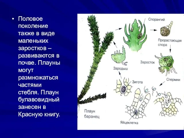 Половое поколение также в виде маленьких заростков – развиваются в почве. Плауны