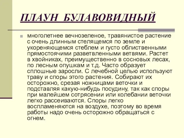 ПЛАУН БУЛАВОВИДНЫЙ многолетнее вечнозеленое, травянистое растение с очень длинным стелящемся по земле