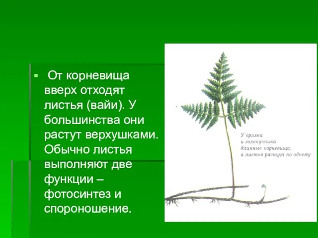 От корневища вверх отходят листья (вайи). У большинства они растут верхушками. Обычно