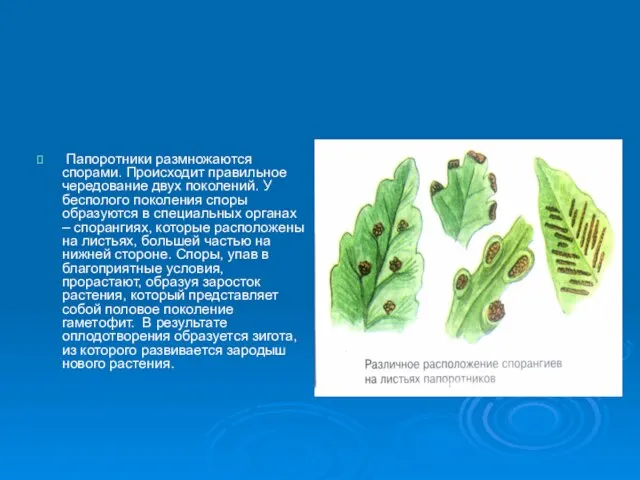 Папоротники размножаются спорами. Происходит правильное чередование двух поколений. У бесполого поколения споры