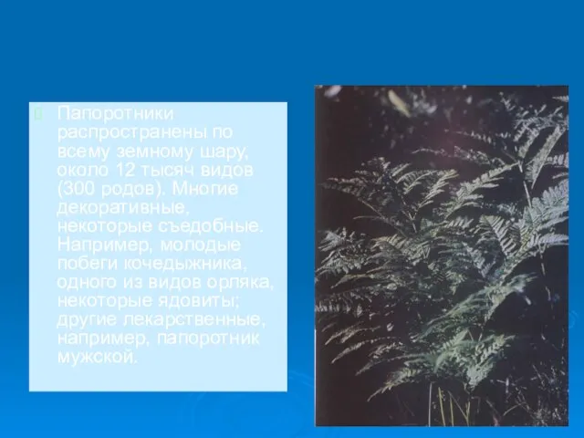 Папоротники распространены по всему земному шару, около 12 тысяч видов (300 родов).
