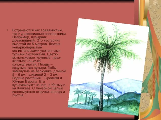 Встречаются как травянистые, так и древовидные папоротники. Например, пузырник древовидный. Это кустарник