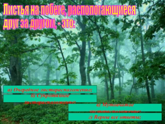 Листья на побеге, распологающиеся друг за другом, - это: а) Очередное листорасположение;