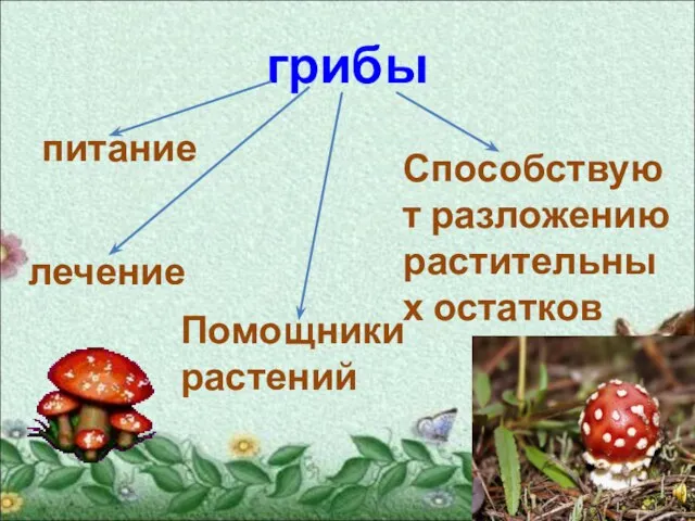 грибы питание лечение Помощники растений Способствуют разложению растительных остатков