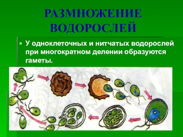 РАЗМНОЖЕНИЕ ВОДОРОСЛЕЙ У одноклеточных и нитчатых водорослей при многократном делении образуются гаметы.