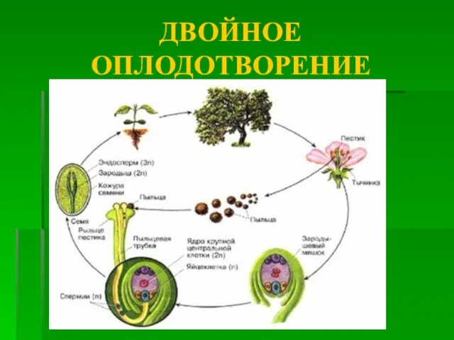 ДВОЙНОЕ ОПЛОДОТВОРЕНИЕ