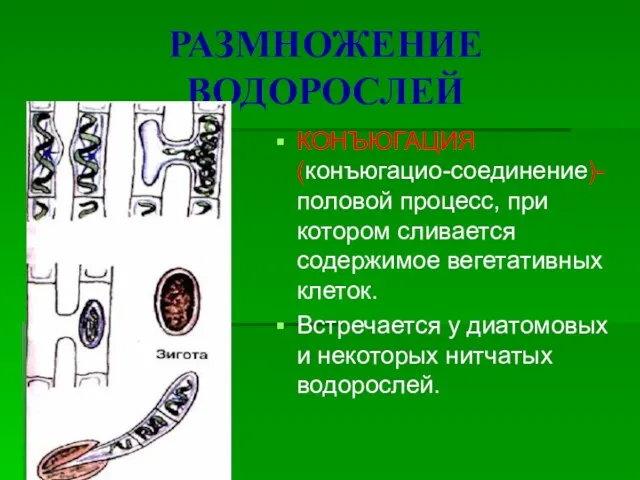 РАЗМНОЖЕНИЕ ВОДОРОСЛЕЙ КОНЪЮГАЦИЯ (конъюгацио-соединение)-половой процесс, при котором сливается содержимое вегетативных клеток. Встречается