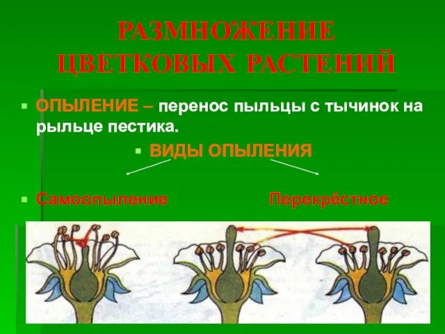 РАЗМНОЖЕНИЕ ЦВЕТКОВЫХ РАСТЕНИЙ ОПЫЛЕНИЕ – перенос пыльцы с тычинок на рыльце пестика. ВИДЫ ОПЫЛЕНИЯ Самоопыление Перекрёстное