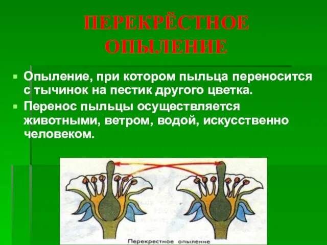 ПЕРЕКРЁСТНОЕ ОПЫЛЕНИЕ Опыление, при котором пыльца переносится с тычинок на пестик другого