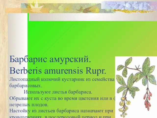 Барбарис амурский. Berberis amurensis Rupr. Листопадный колючий кустарник из семейства барбарисовых. Используют