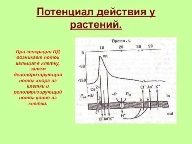 Потенциал действия у растений. При генерации ПД возникает поток кальция в клетку,