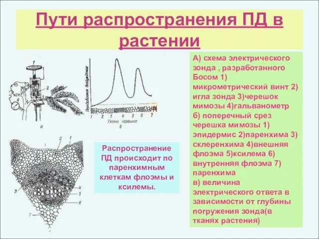 Пути распространения ПД в растении А) схема электрического зонда , разработанного Босом