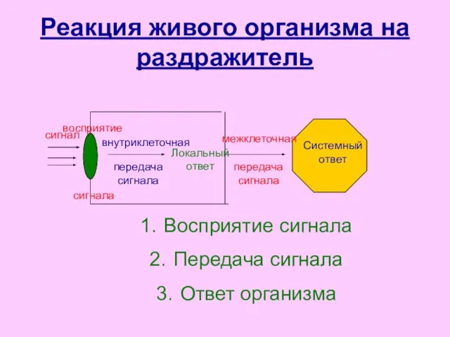 Реакция живого организма на раздражитель сигнал восприятие сигнала внутриклеточная передача сигнала Локальный