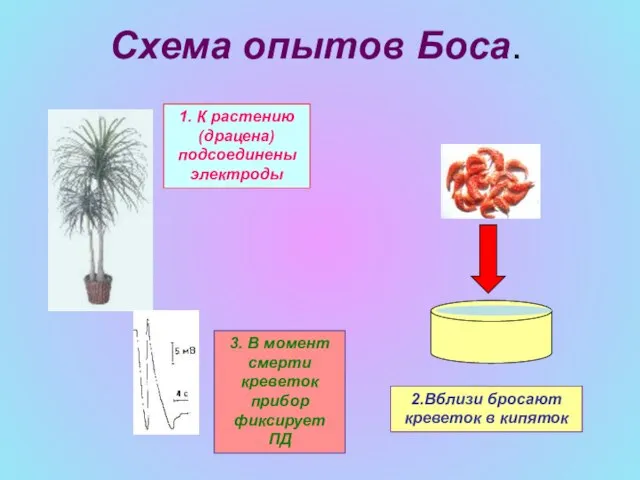 Схема опытов Боса. 1. К растению (драцена) подсоединены электроды 2.Вблизи бросают креветок