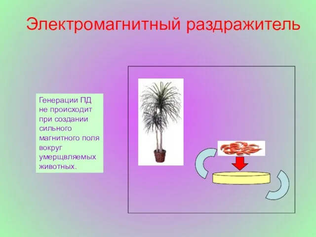 Электромагнитный раздражитель Генерации ПД не происходит при создании сильного магнитного поля вокруг умерщвляемых животных.