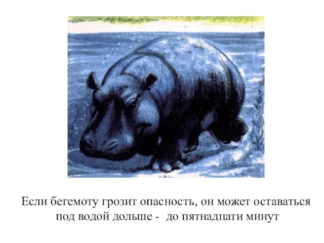 Если бегемоту грозит опасность, он может оставаться под водой дольше - до пятнадцати минут