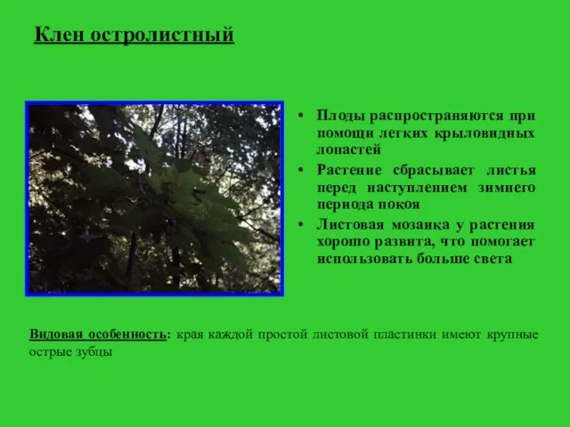 Клен остролистный Плоды распространяются при помощи легких крыловидных лопастей Растение сбрасывает листья