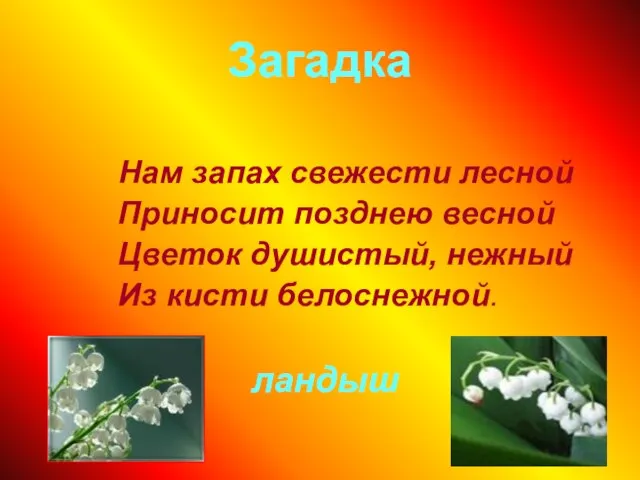 Загадка Нам запах свежести лесной Приносит позднею весной Цветок душистый, нежный Из кисти белоснежной. ландыш