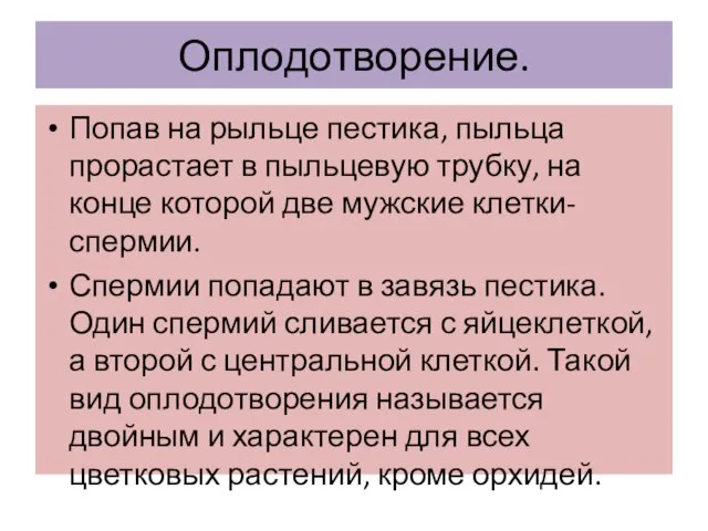 Оплодотворение. Попав на рыльце пестика, пыльца прорастает в пыльцевую трубку, на конце