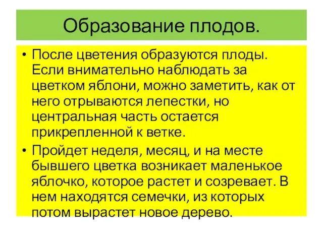 Образование плодов. После цветения образуются плоды. Если внимательно наблюдать за цветком яблони,