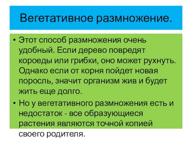 Вегетативное размножение. Этот способ размножения очень удобный. Если дерево повредят короеды или