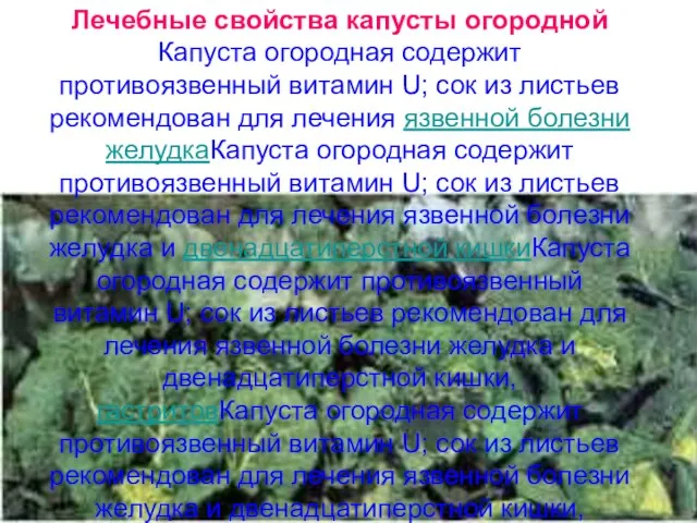 Лечебные свойства капусты огородной Капуста огородная содержит противоязвенный витамин U; сок из