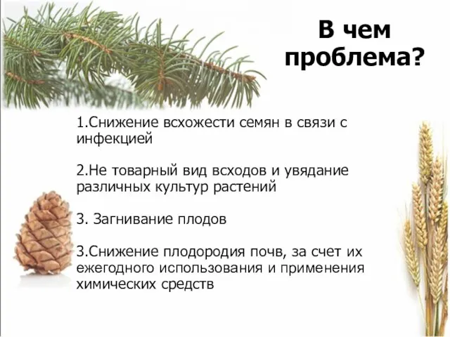 В чем проблема? 1.Снижение всхожести семян в связи с инфекцией 2.Не товарный