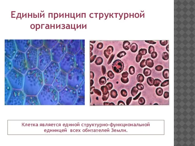 Единый принцип структурной организации Клетка является единой структурно-функциональной единицей всех обитателей Земли.