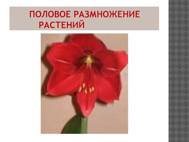 ПОЛОВОЕ РАЗМНОЖЕНИЕ РАСТЕНИЙ