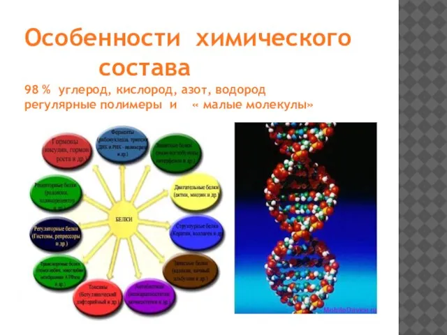 Особенности химического состава 98 % углерод, кислород, азот, водород регулярные полимеры и « малые молекулы»