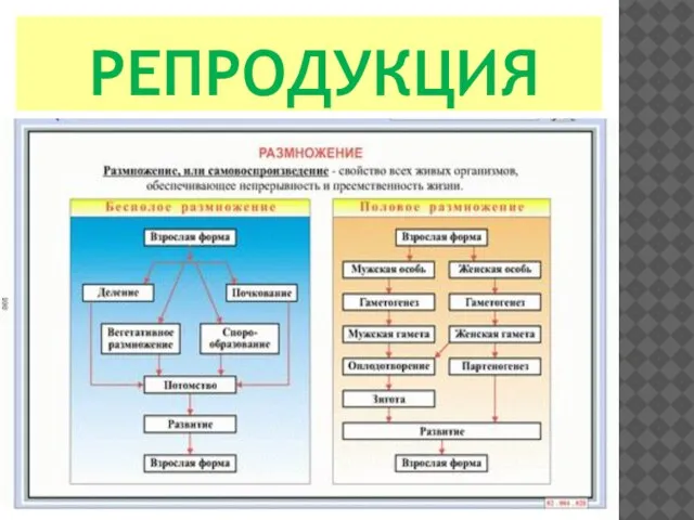 РЕПРОДУКЦИЯ