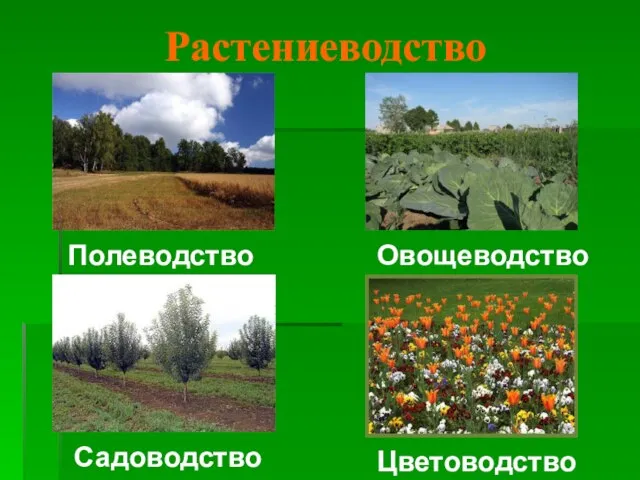 Растениеводство Садоводство Цветоводство Полеводство Овощеводство