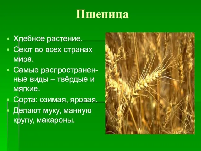 Пшеница Хлебное растение. Сеют во всех странах мира. Самые распространен-ные виды –