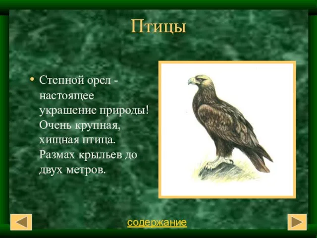 Птицы Степной орел -настоящее украшение природы! Очень крупная, хищная птица. Размах крыльев до двух метров. содержание