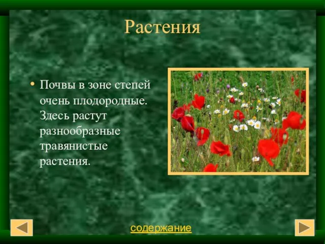 Растения Почвы в зоне степей очень плодородные. Здесь растут разнообразные травянистые растения. содержание