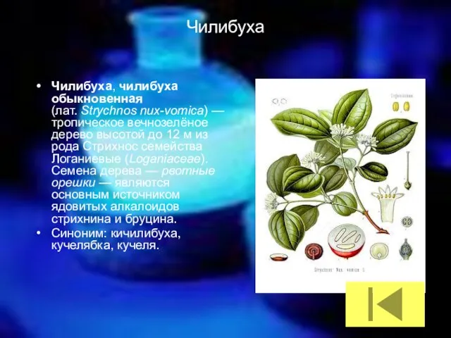 Чилибуха Чилибуха, чилибуха обыкновенная (лат. Strychnos nux-vomica) — тропическое вечнозелёное дерево высотой