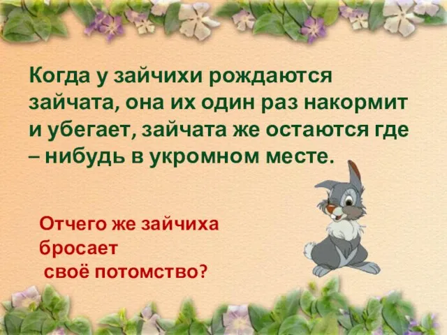 Когда у зайчихи рождаются зайчата, она их один раз накормит и убегает,