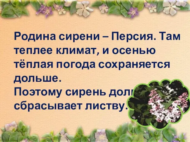 Родина сирени – Персия. Там теплее климат, и осенью тёплая погода сохраняется