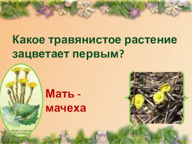 Какое травянистое растение зацветает первым? Мать - мачеха