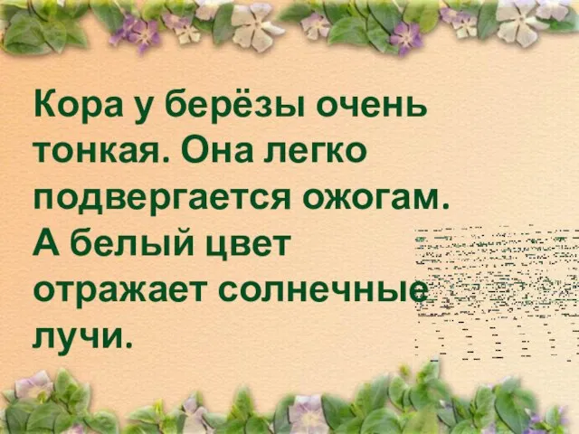 Кора у берёзы очень тонкая. Она легко подвергается ожогам. А белый цвет отражает солнечные лучи.