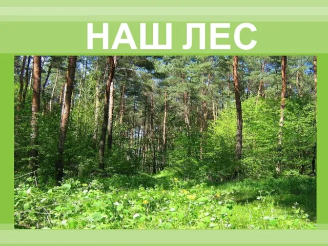 НАШ ЛЕС