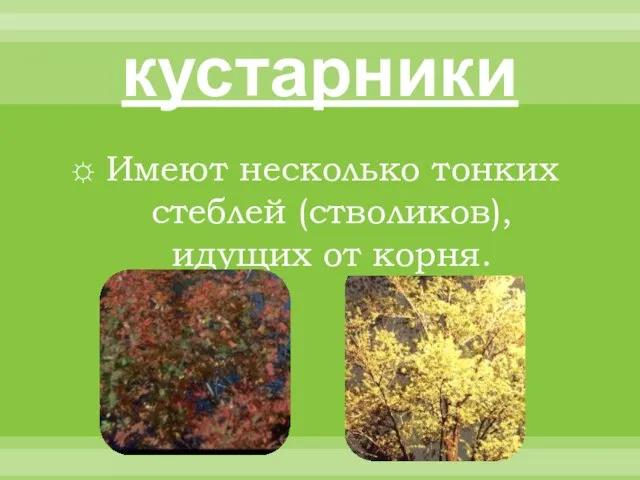 кустарники Имеют несколько тонких стеблей (стволиков), идущих от корня.