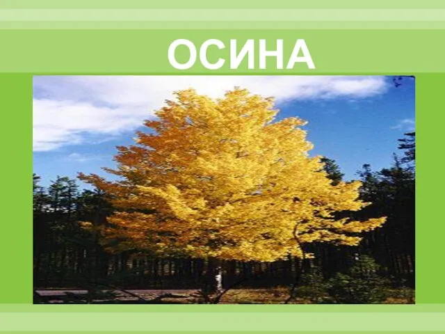 ОСИНА