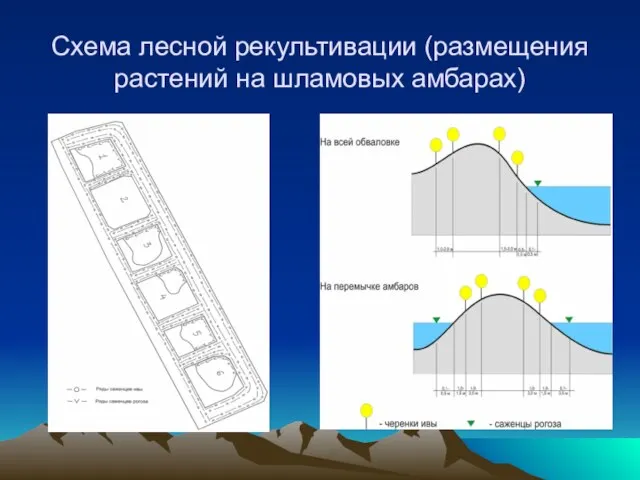 Схема лесной рекультивации (размещения растений на шламовых амбарах)